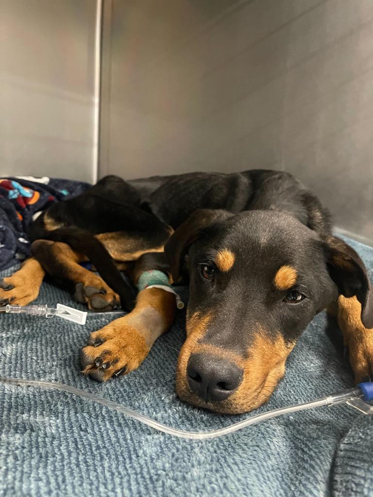 Enlarge Briar, a Adoptable mixed breed in Tulsa, OK image 1/6