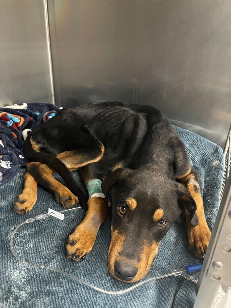 Enlarge Briar, a Adoptable mixed breed in Tulsa, OK image 2/6