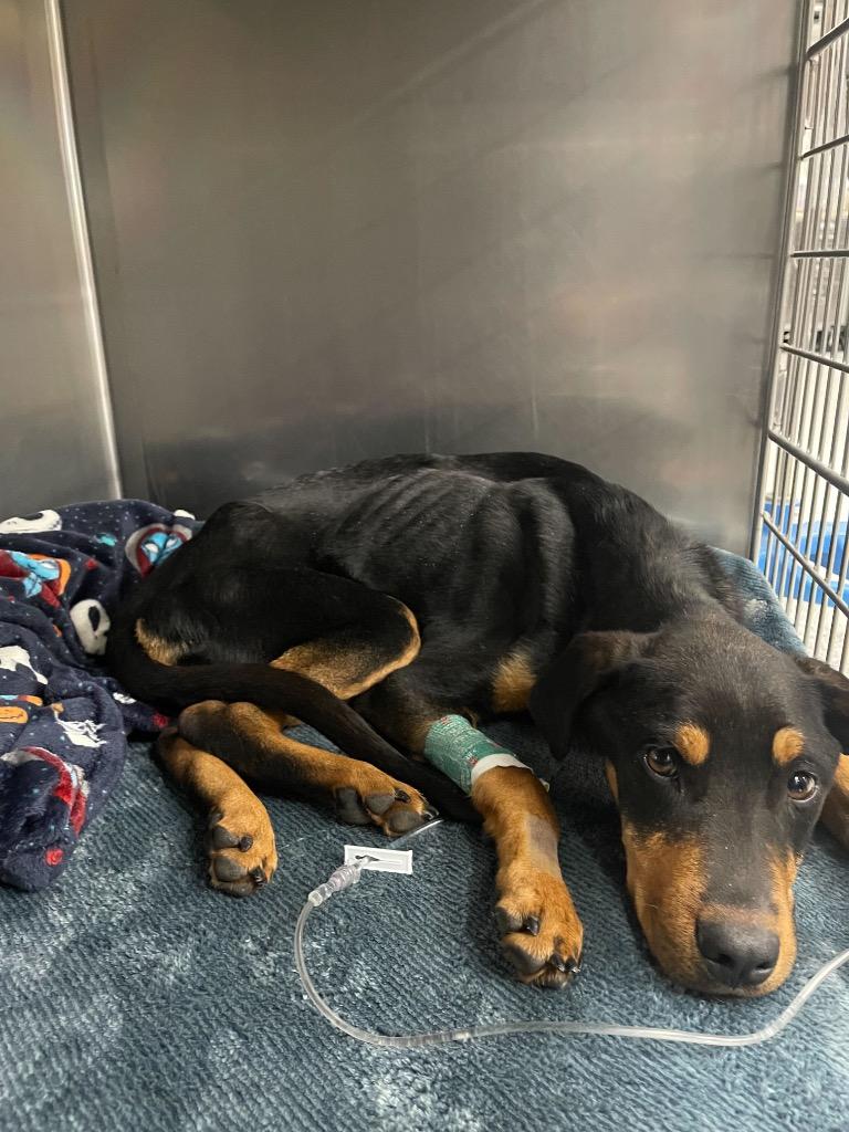 Enlarge Briar, a Adoptable mixed breed in Tulsa, OK image 3/6