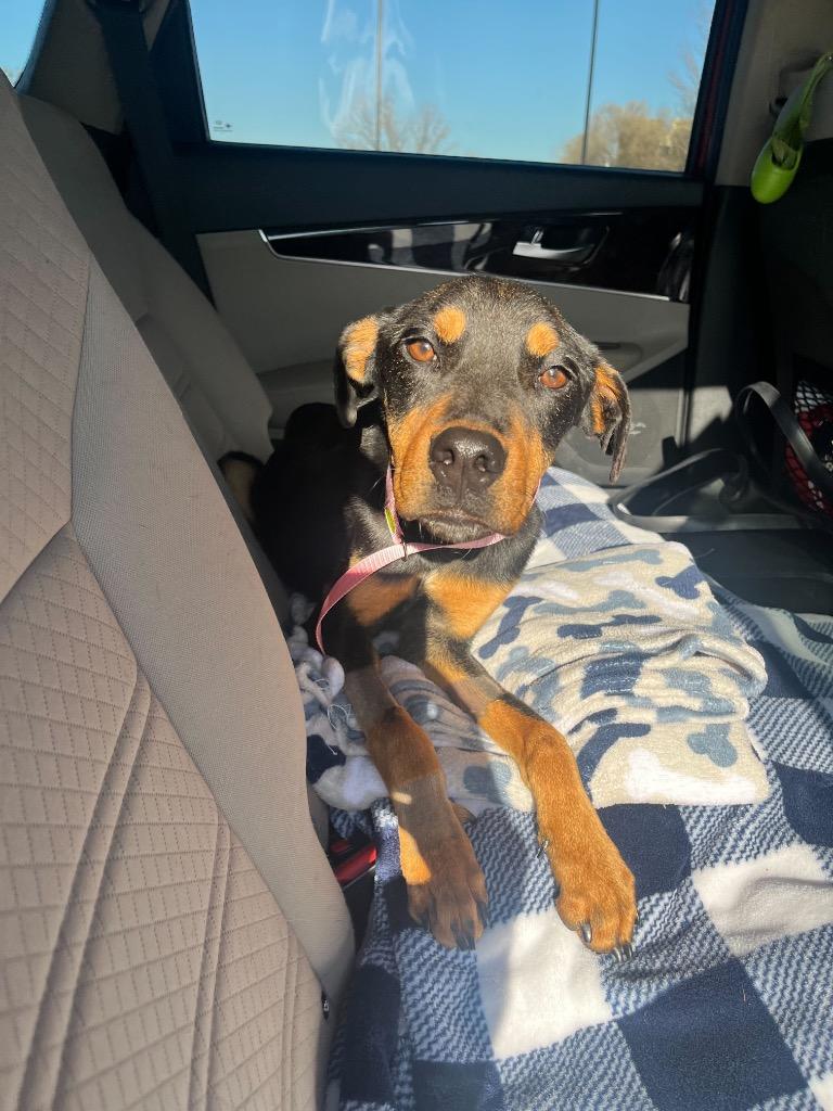 Enlarge Briar, a Adoptable mixed breed in Tulsa, OK image 6/6