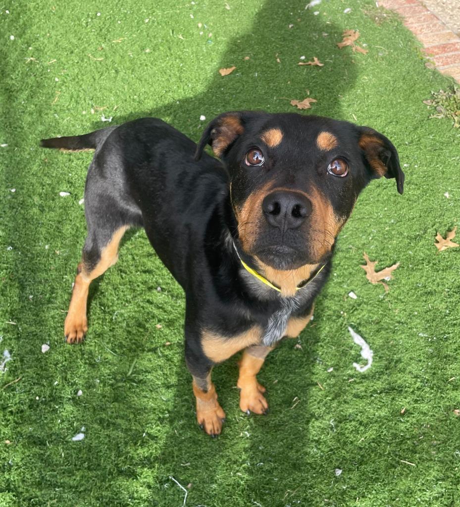 Enlarge Briar, a Adoptable mixed breed in Tulsa, OK image 4/6