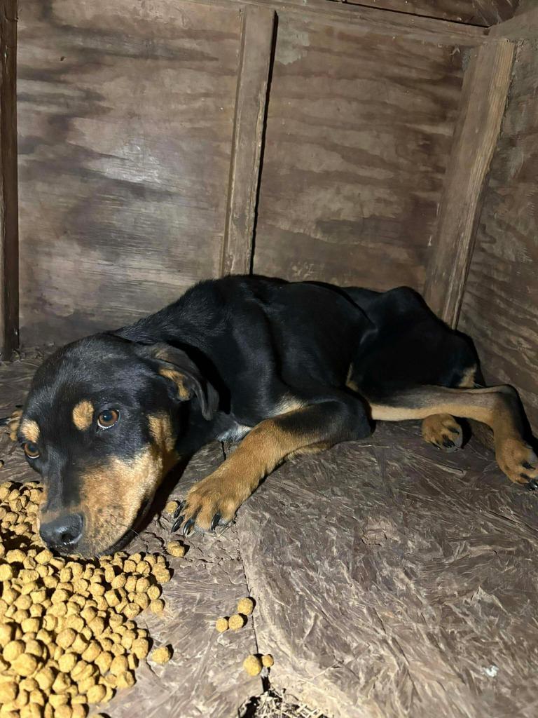 Enlarge Briar, a Adoptable mixed breed in Tulsa, OK image 5/6