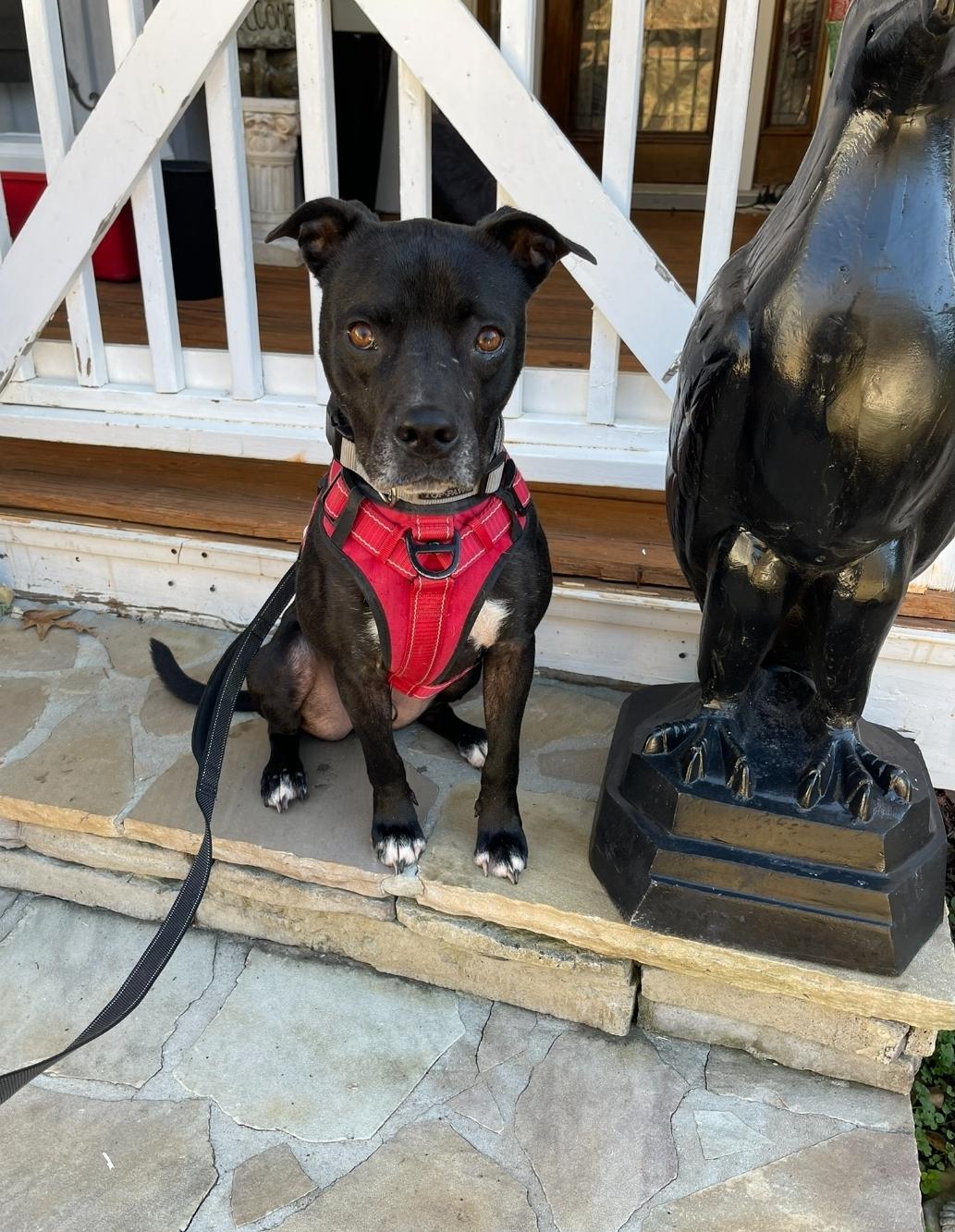 Smitty, Adoptable, Adult Male Black Labrador Retriever.