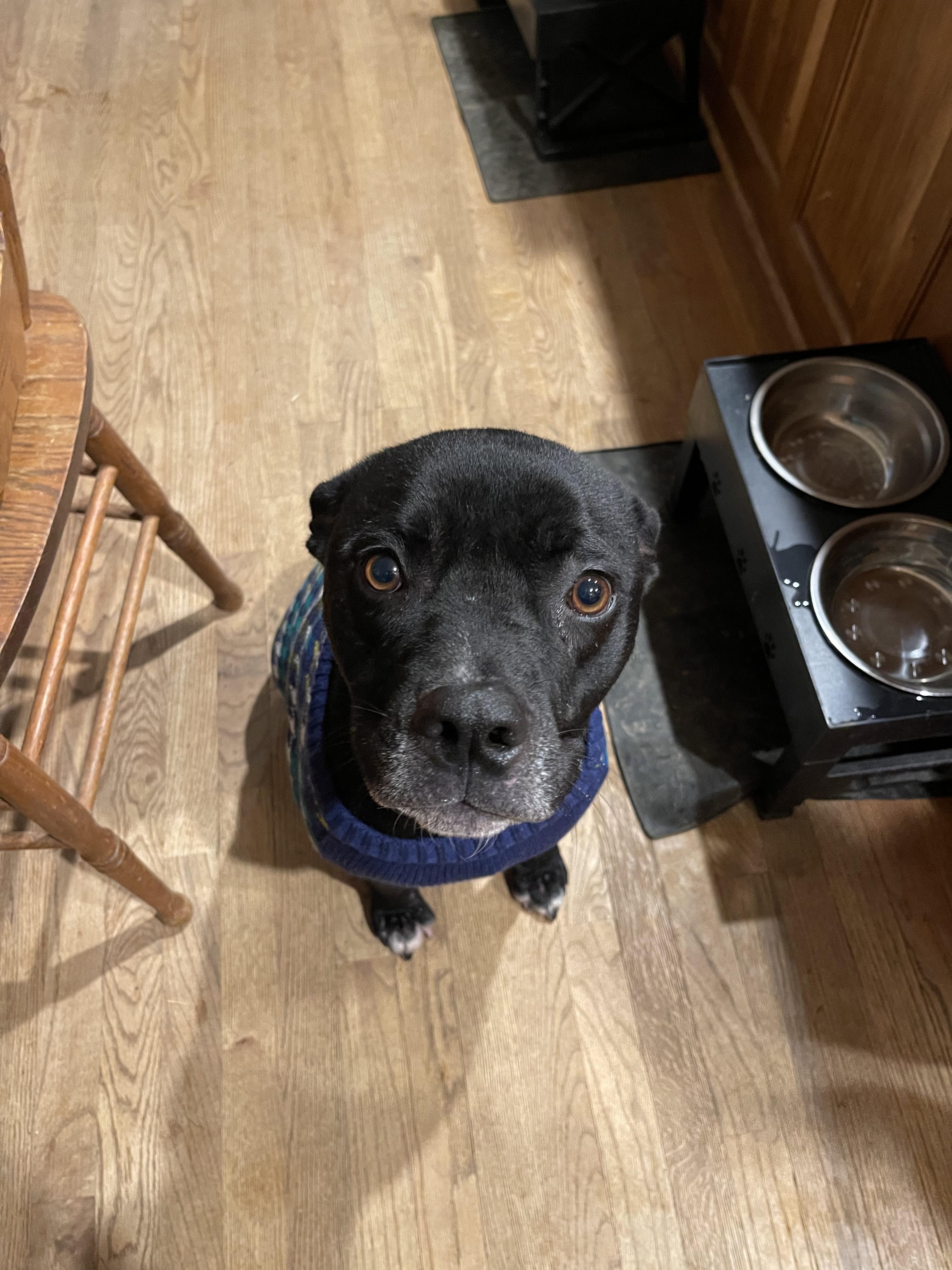 Enlarge Smitty, a Adoptable mixed breed image 1/1