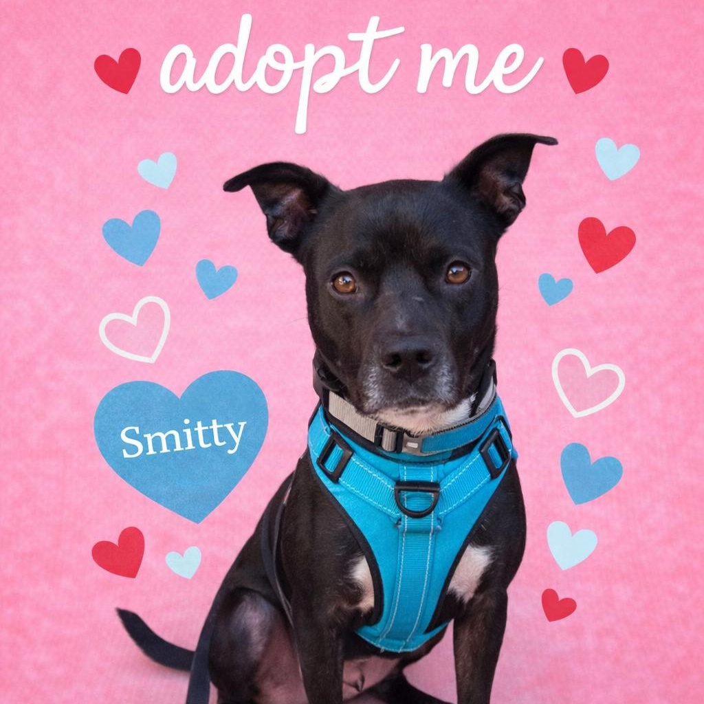 Smitty, Adoptable, Adult Male Black Labrador Retriever.