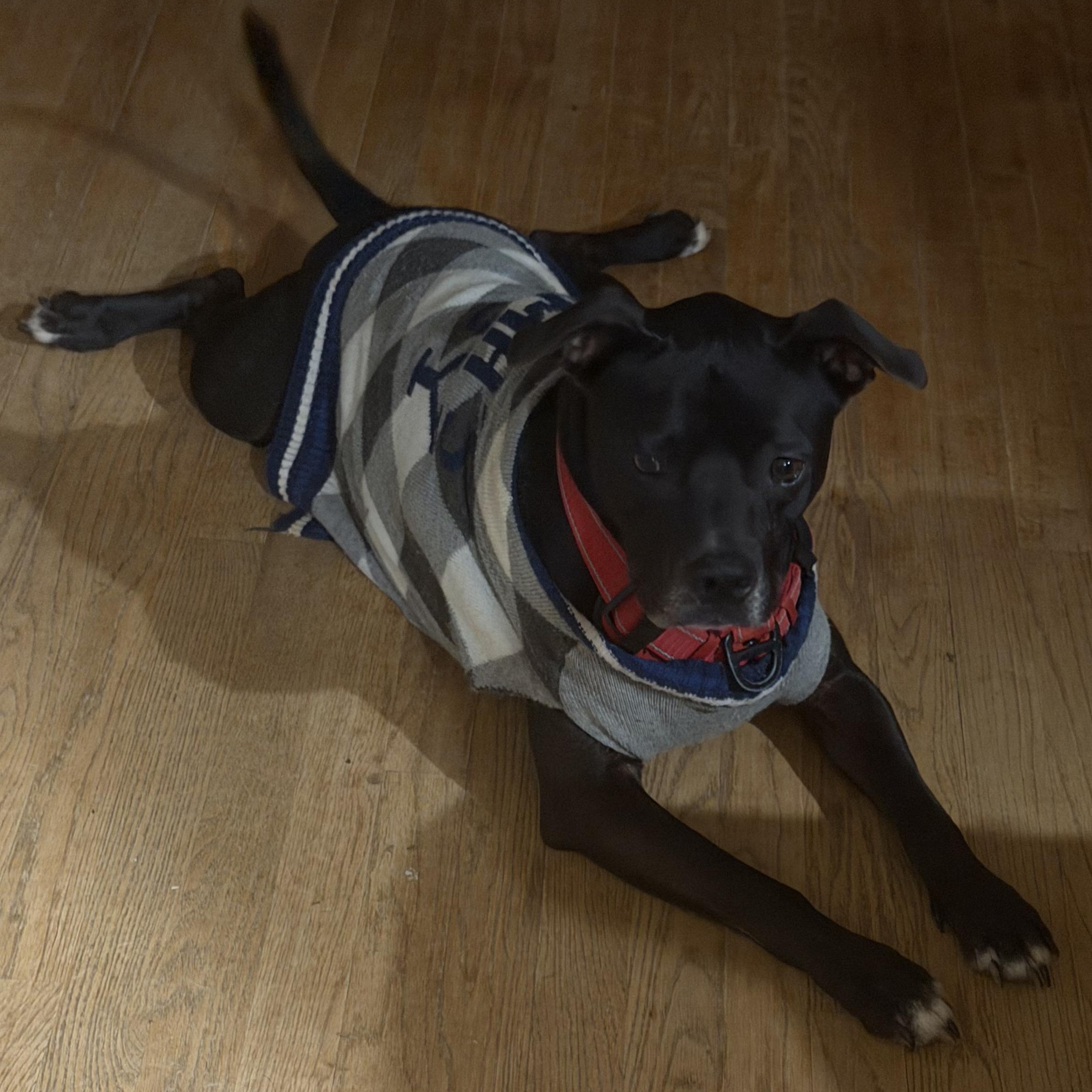 Smitty, Adoptable, Adult Male Black Labrador Retriever.