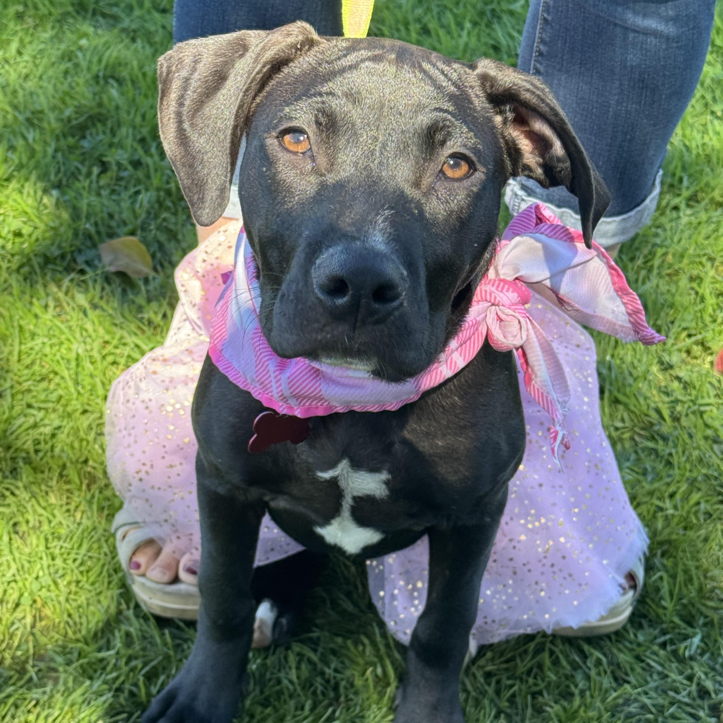 Demi- ADOPT Me!!, a Adoptable mixed breed in Redondo Beach, CA image 2/6