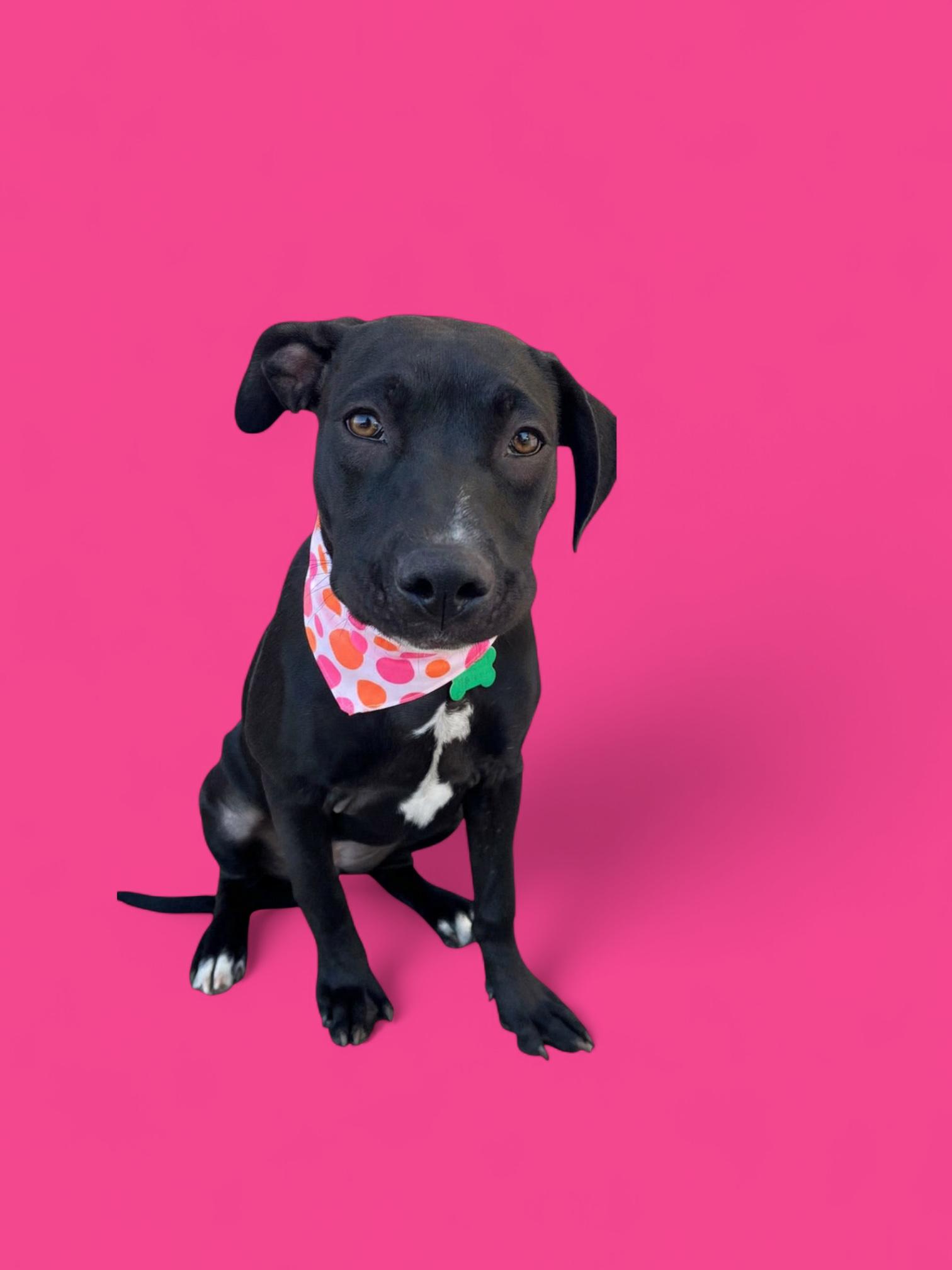 Demi- ADOPT Me!!, Adoptable, Young Female Pit Bull Terrier.