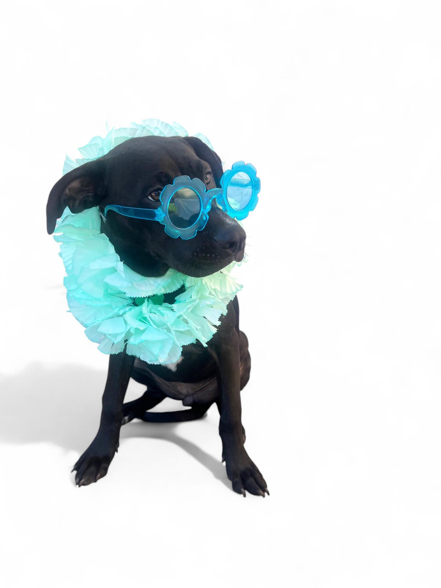 Demi- ADOPT Me!!, a Adoptable mixed breed in Redondo Beach, CA image 3/6