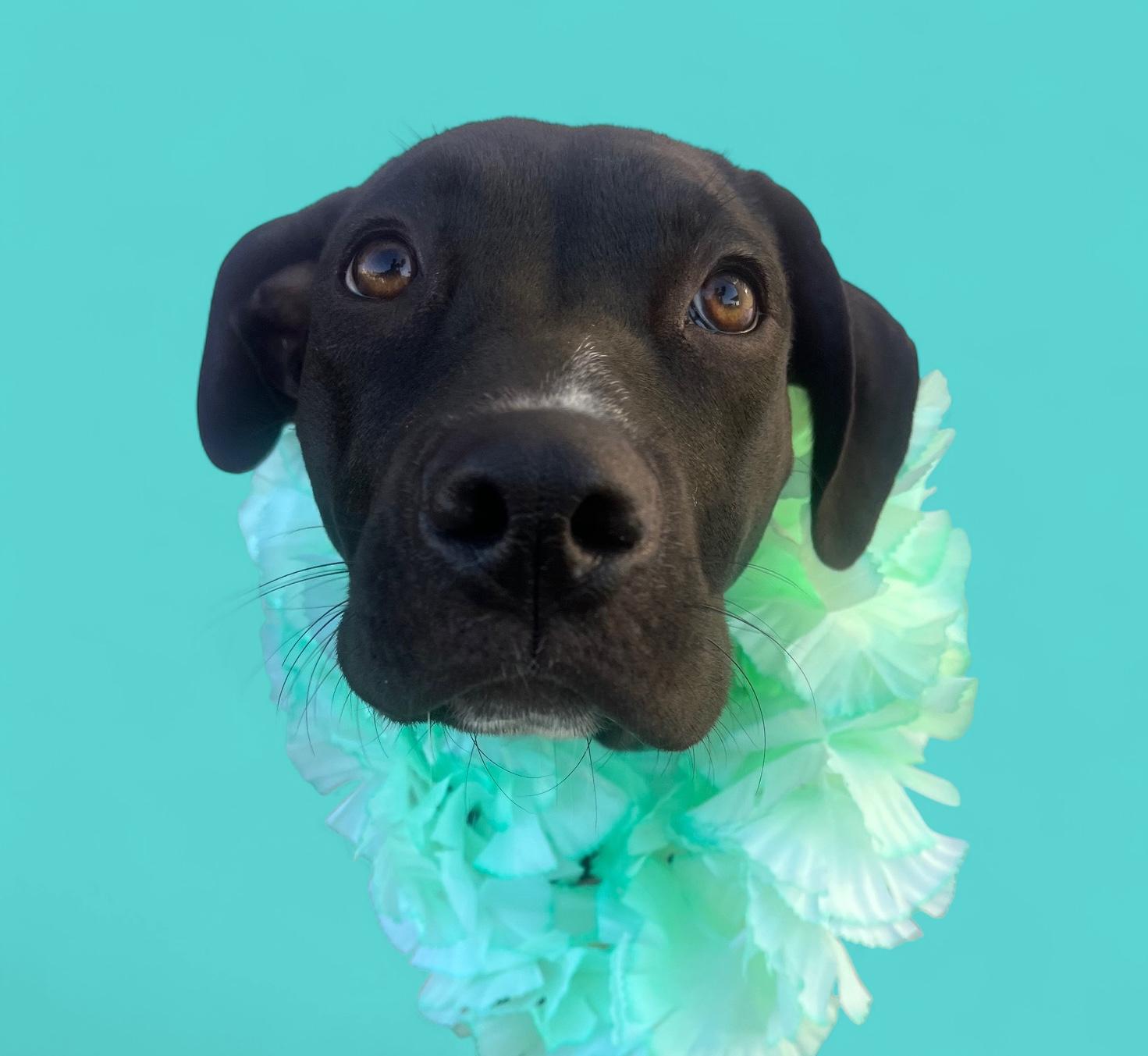 Demi- ADOPT Me!!, a Adoptable mixed breed in Redondo Beach, CA image 4/6