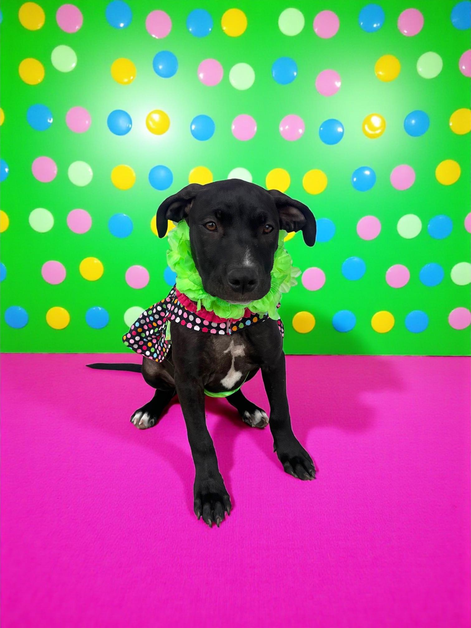 Demi- ADOPT Me!!, a Adoptable mixed breed in Redondo Beach, CA image 5/6