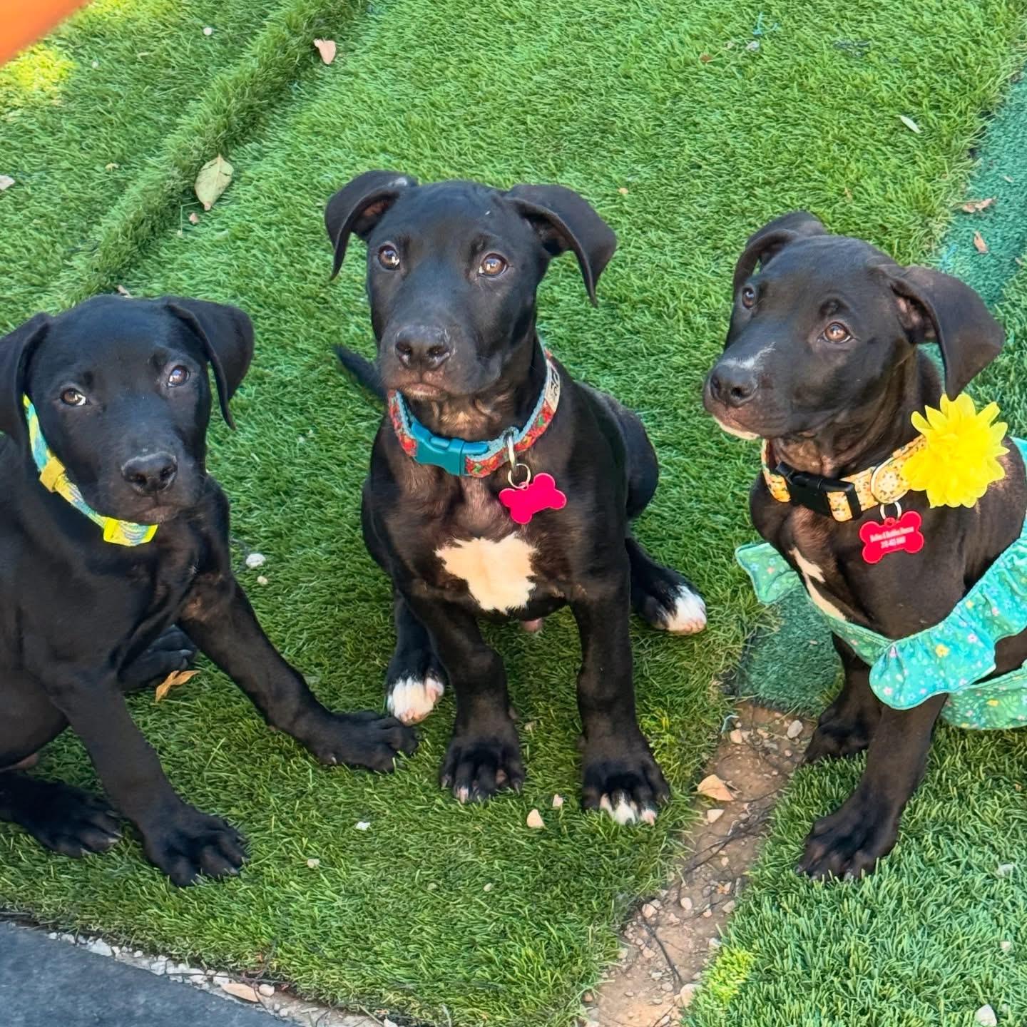 Demi- ADOPT Me!!, a Adoptable mixed breed in Redondo Beach, CA image 6/6