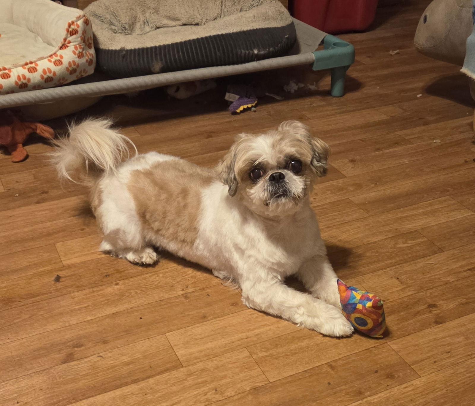 Bruce, a Adopted Shih Tzu in Iroquois, IL image 1/3