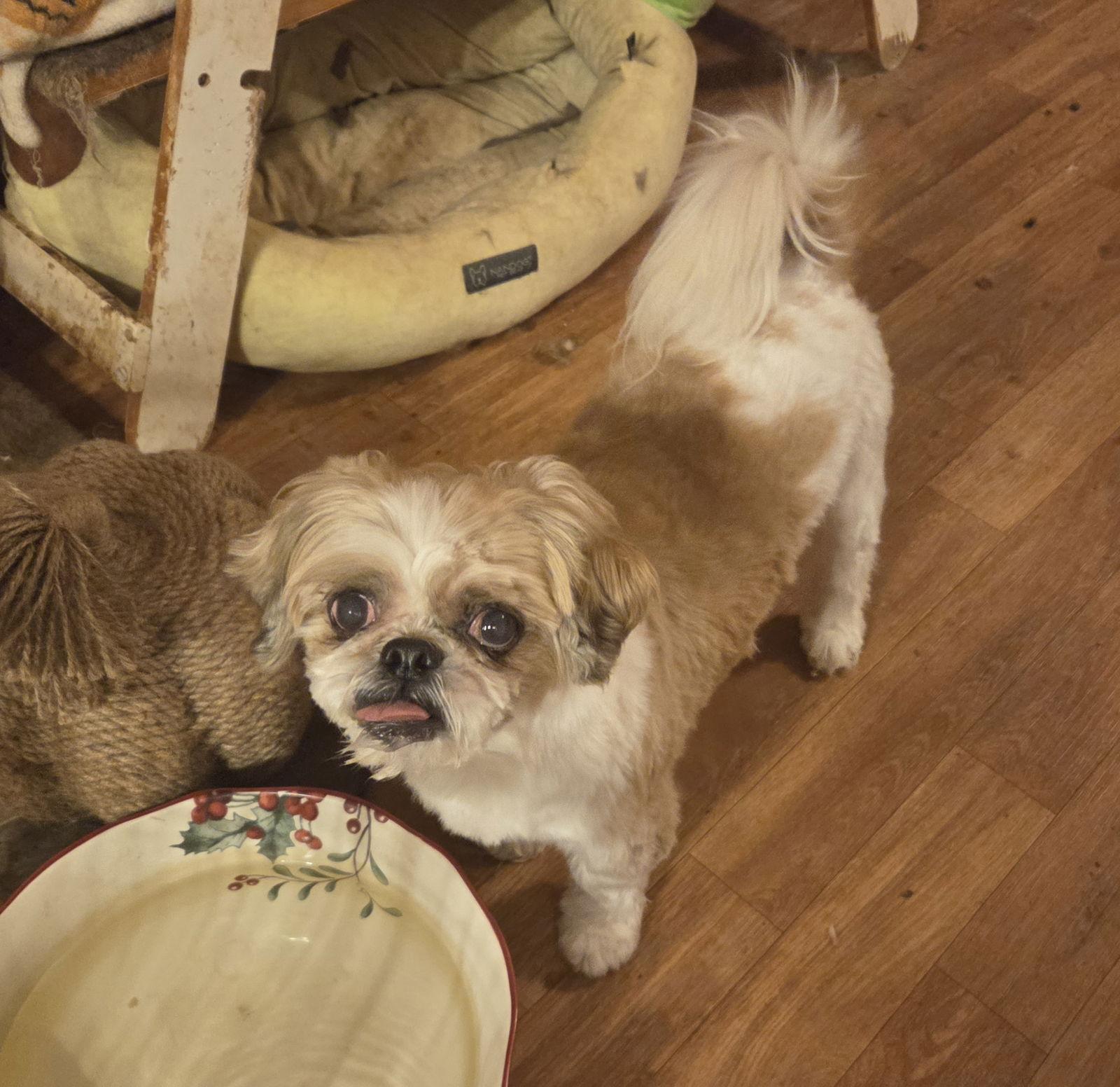 Bruce, a Adopted Shih Tzu in Iroquois, IL image 2/3