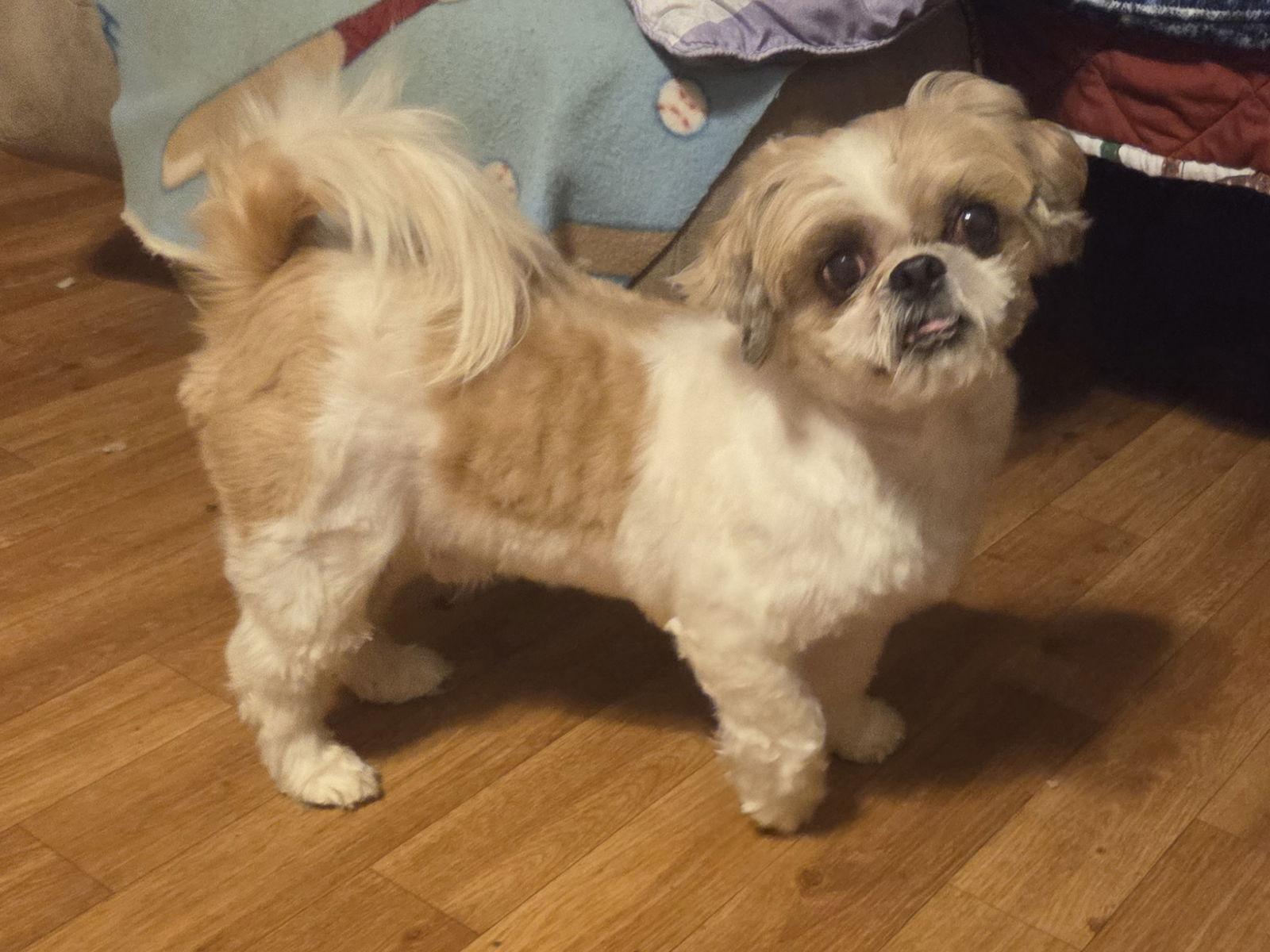 Bruce, a Adopted Shih Tzu in Iroquois, IL image 3/3