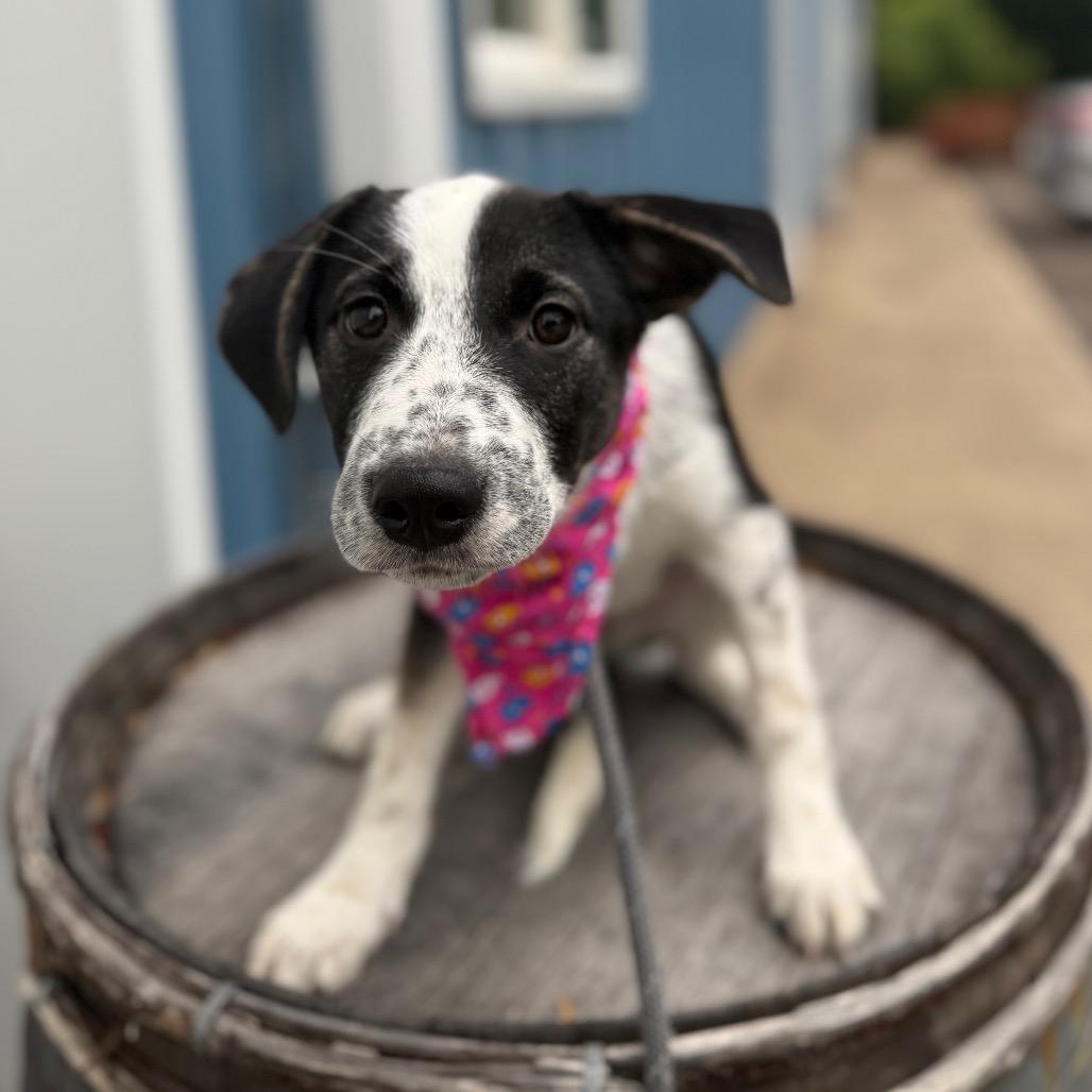 Willa, a Adoptable mixed breed in Newberg, OR image 1/6