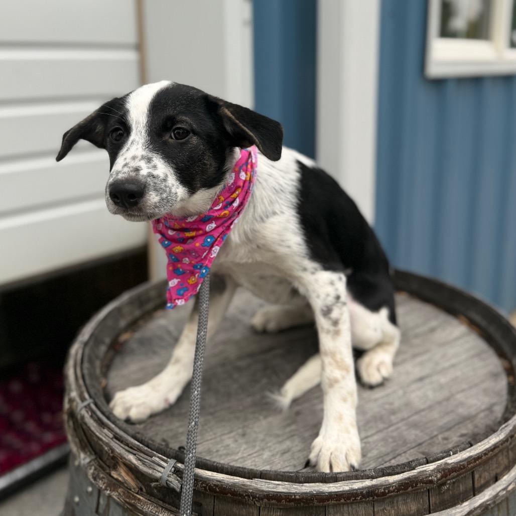 Willa, a Adoptable mixed breed in Newberg, OR image 2/6