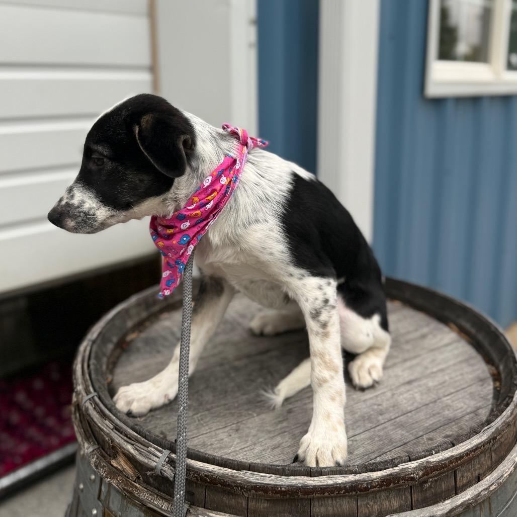 Willa, a Adoptable mixed breed in Newberg, OR image 3/6