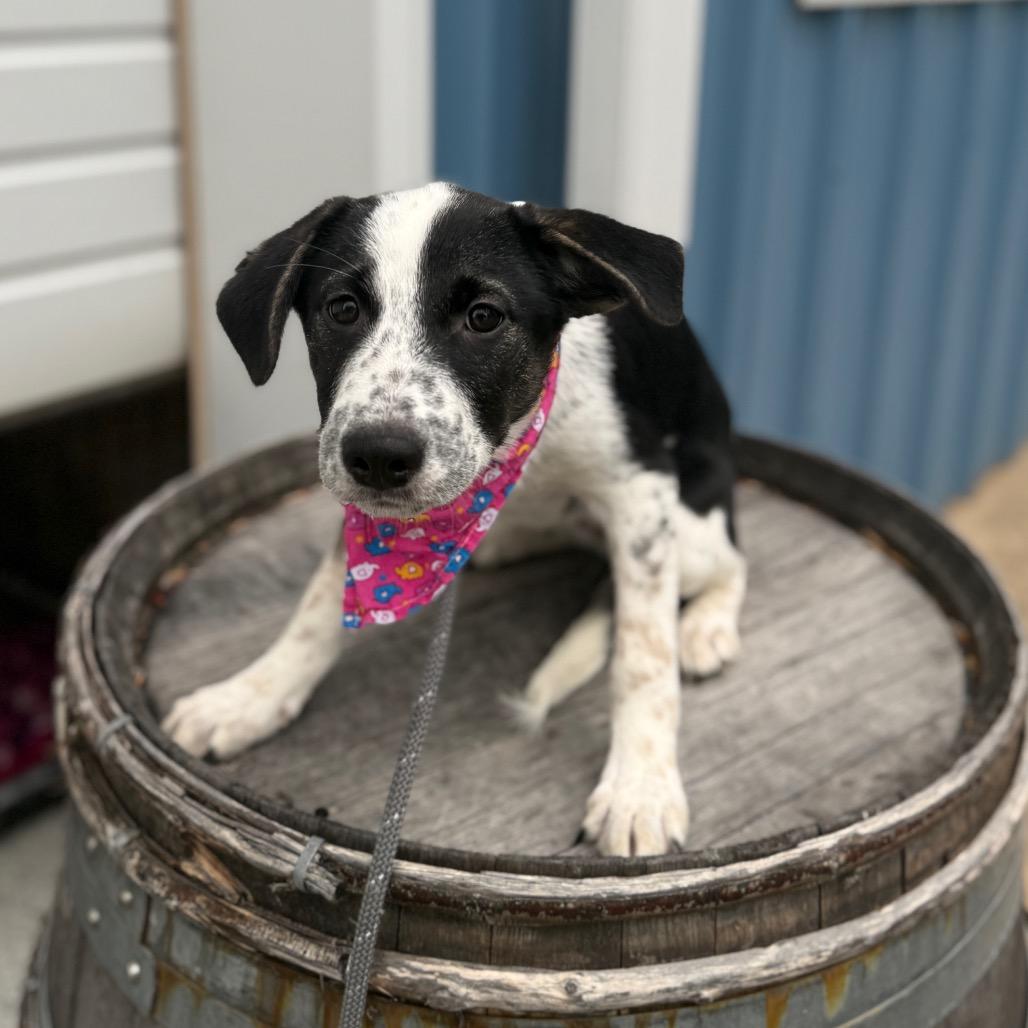 Willa, a Adoptable mixed breed in Newberg, OR image 4/6