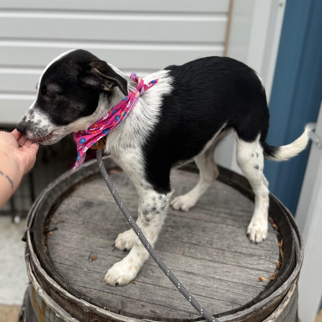 Willa, a Adoptable mixed breed in Newberg, OR image 5/6