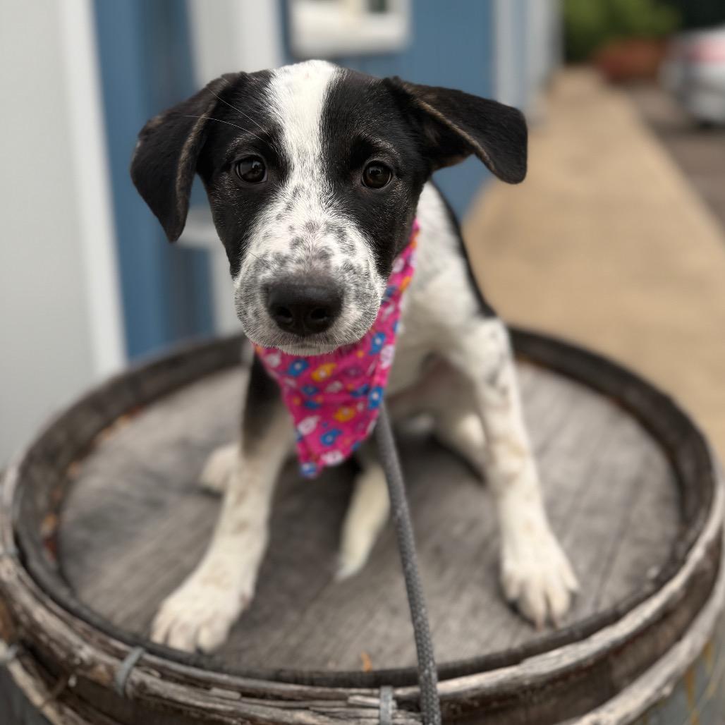 Willa, a Adoptable mixed breed in Newberg, OR image 6/6