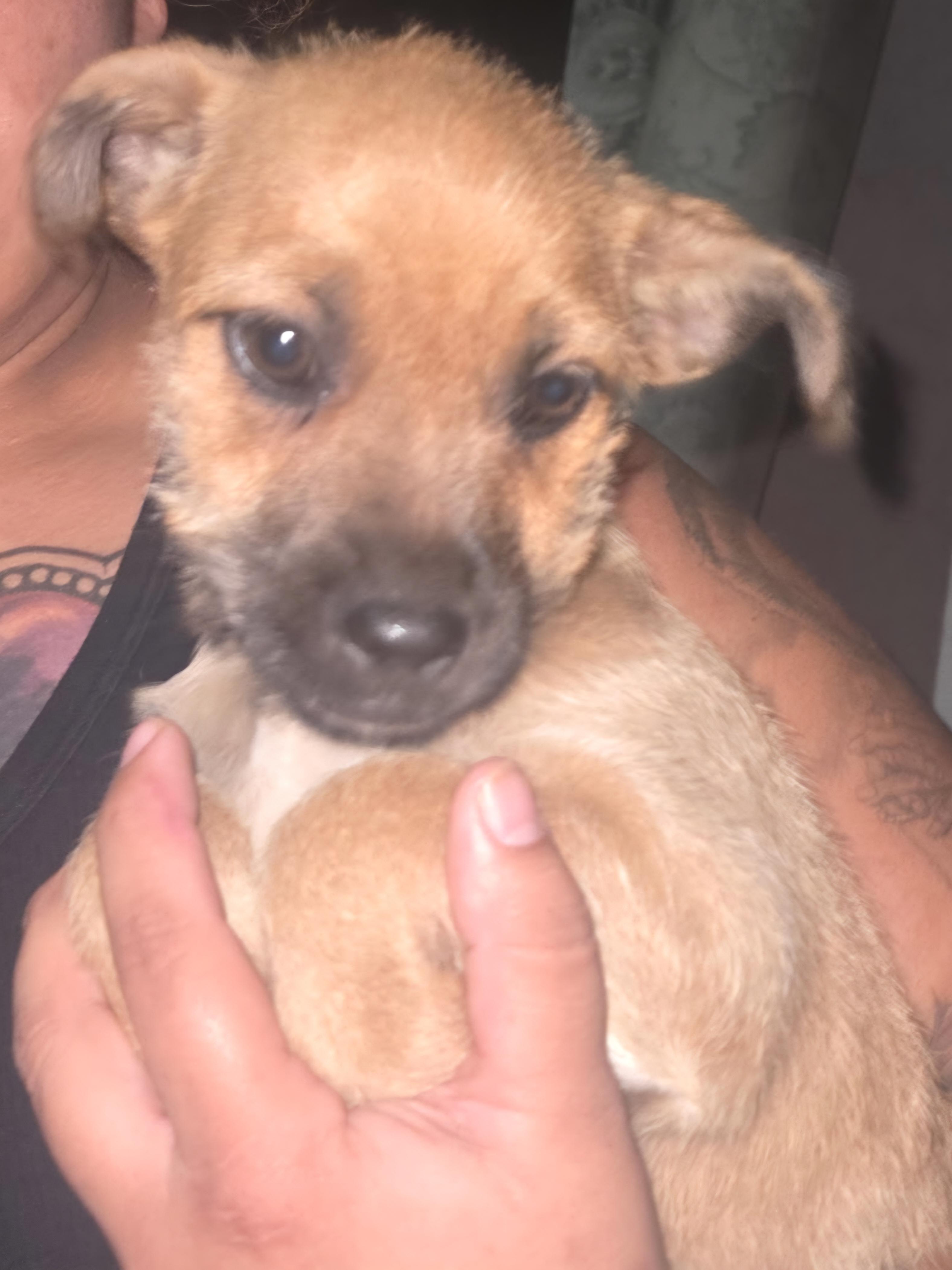 Frankie, a ADOPTABLE mixed breed in Seal Beach, CA image 3/6