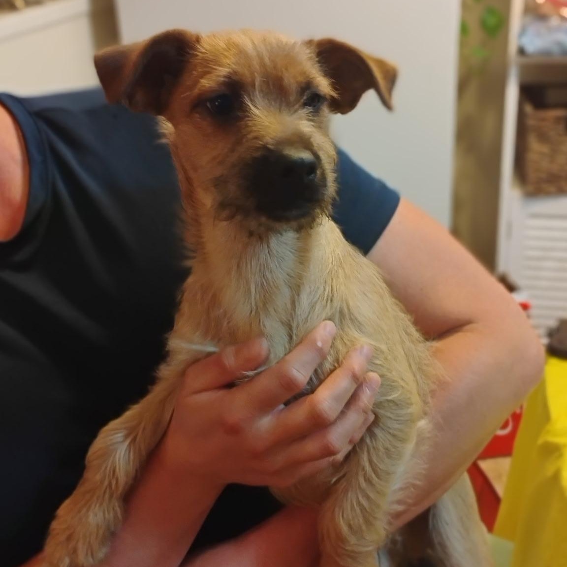 Frankie, a ADOPTABLE mixed breed in Seal Beach, CA image 2/6