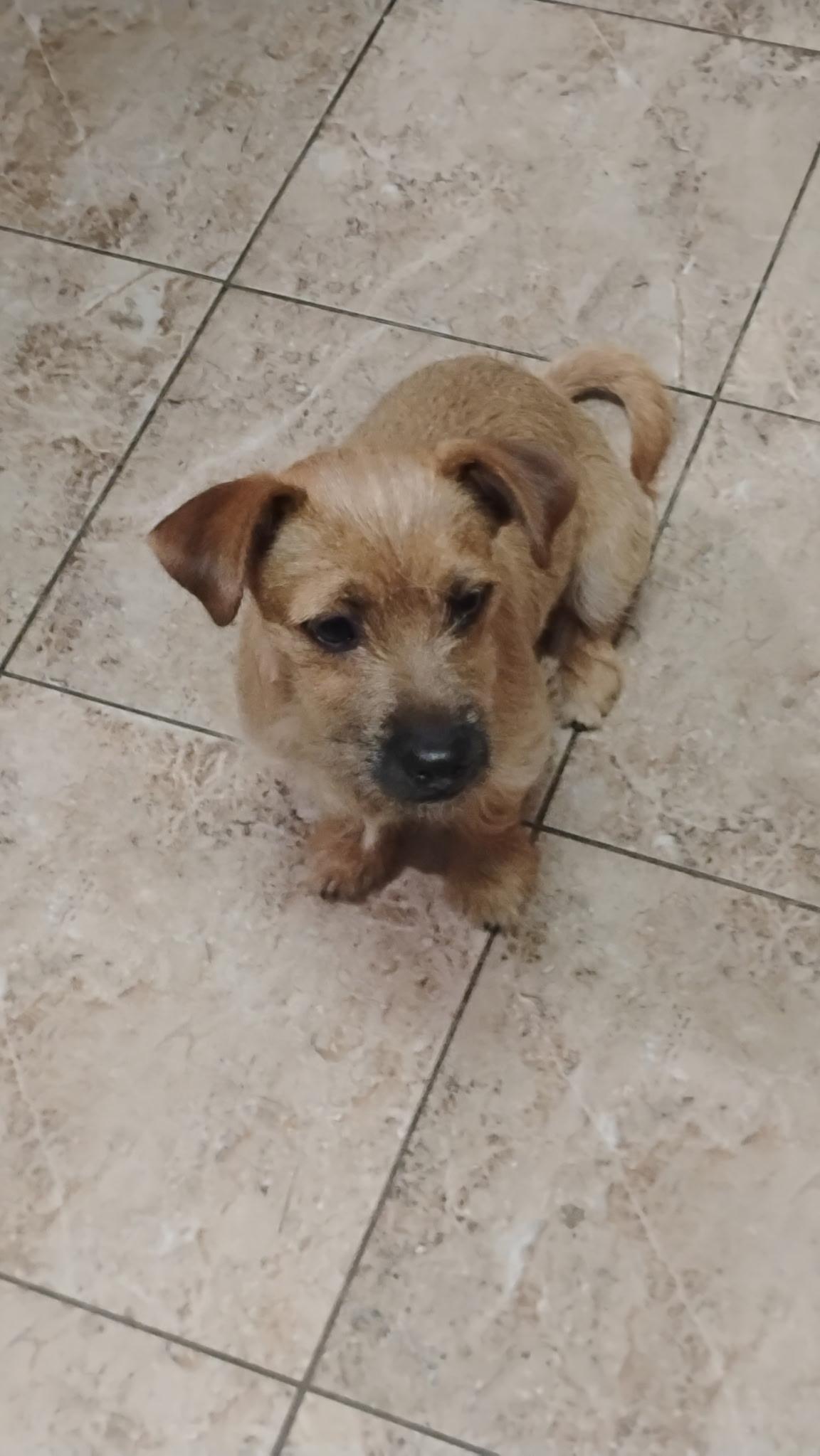 Frankie, a ADOPTABLE mixed breed in Seal Beach, CA image 5/6