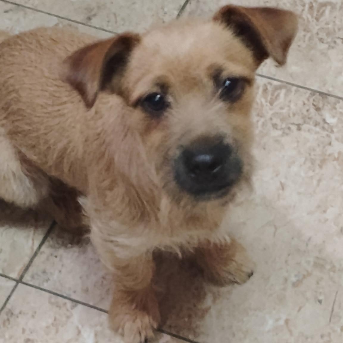 Frankie, ADOPTABLE, Young Male Chihuahua & Yorkshire Terrier.