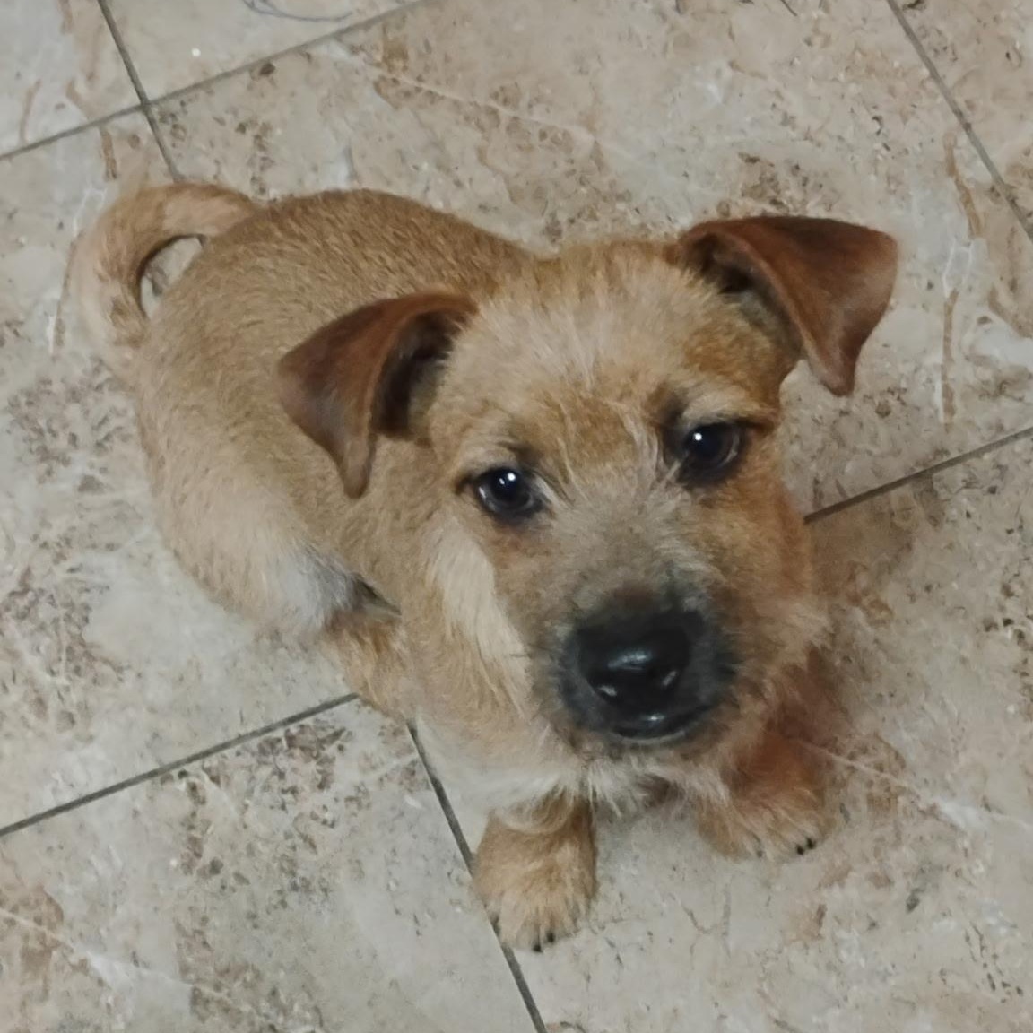Frankie, a ADOPTABLE mixed breed in Seal Beach, CA image 6/6