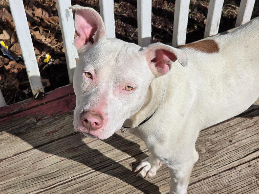 Enlarge Pearl, a Adoptable mixed breed in Erwin, TN image 2/2