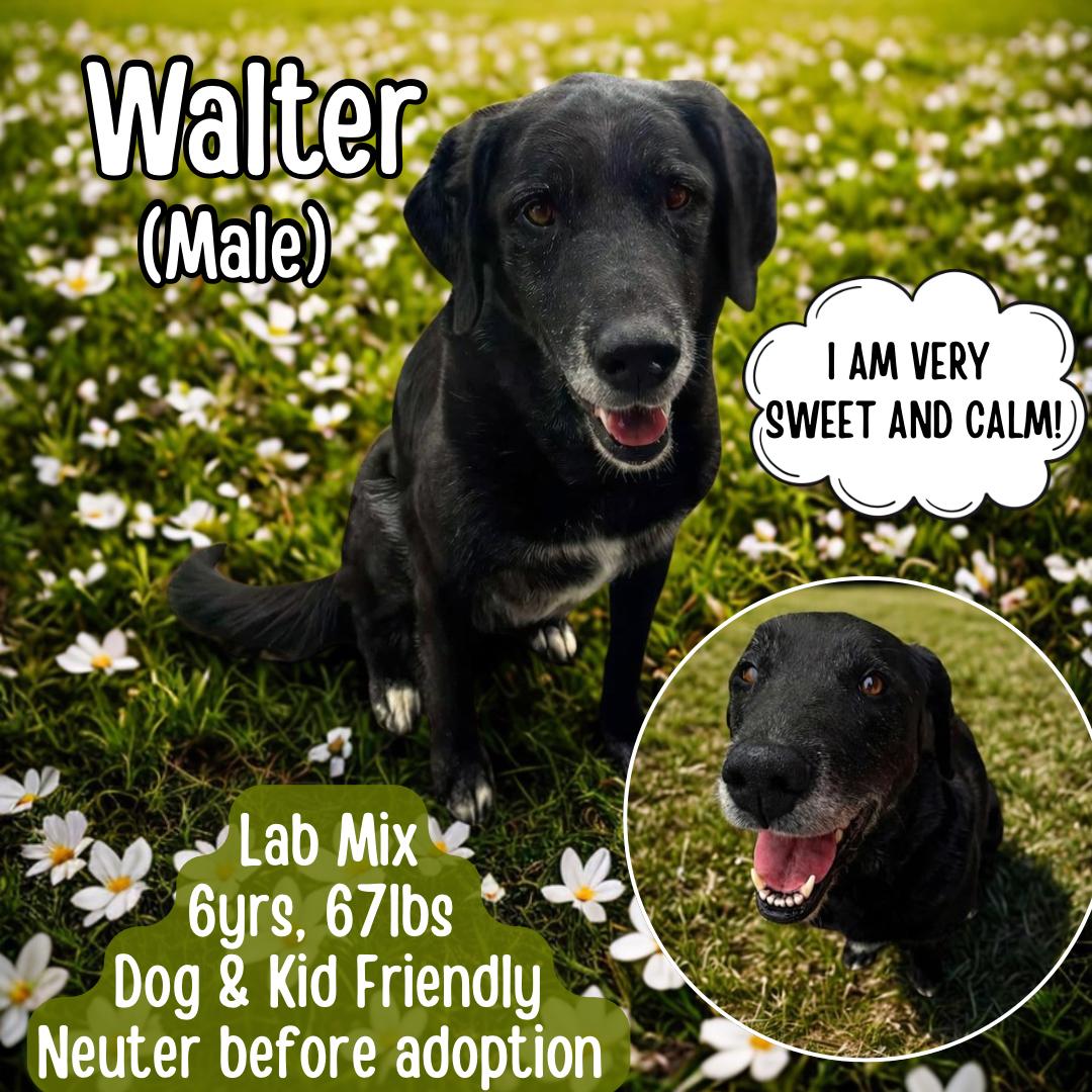 Enlarge Walter, a ADOPTABLE mixed breed in Lancaster, KY image 1/1
