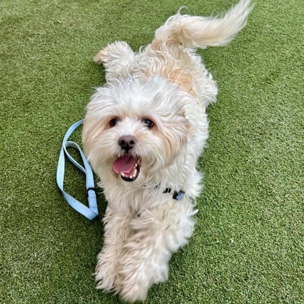 Marco, Adoptable, Adult Male Havanese & Poodle.
