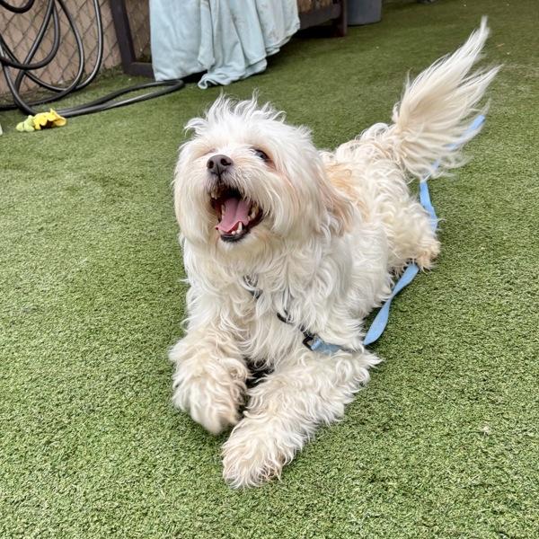 Marco, a Adoptable mixed breed in Oceanside, CA image 2/6