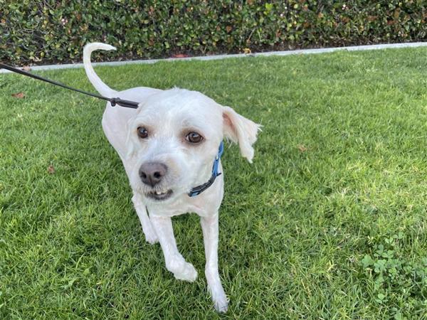 Marco, a Adoptable mixed breed in Oceanside, CA image 5/6