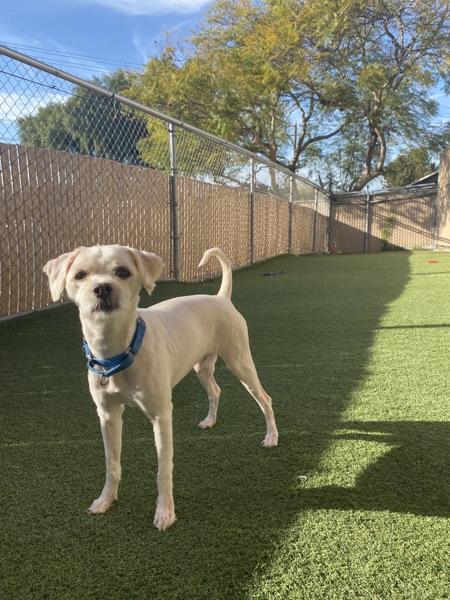 Marco, a Adoptable mixed breed in Oceanside, CA image 6/6