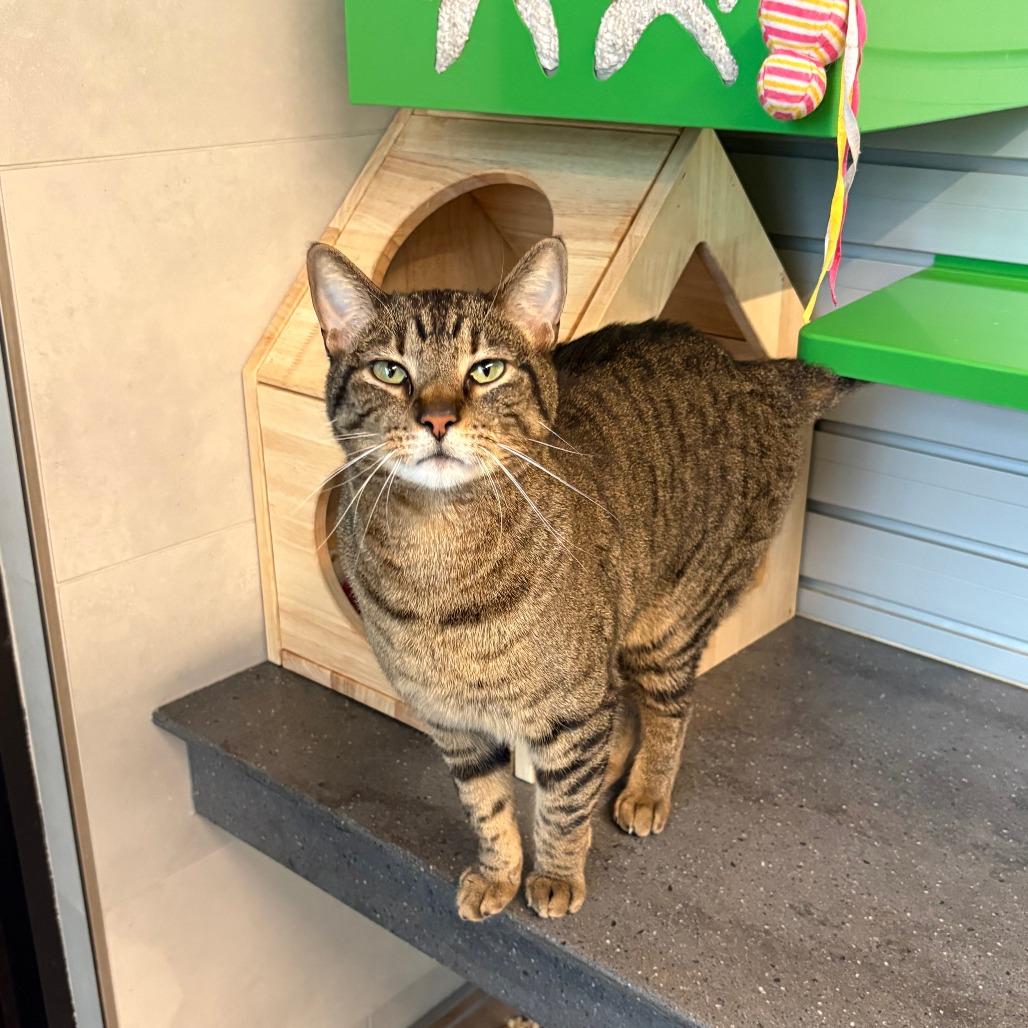 Simba, Adoptable, Adult Male Domestic Short Hair.