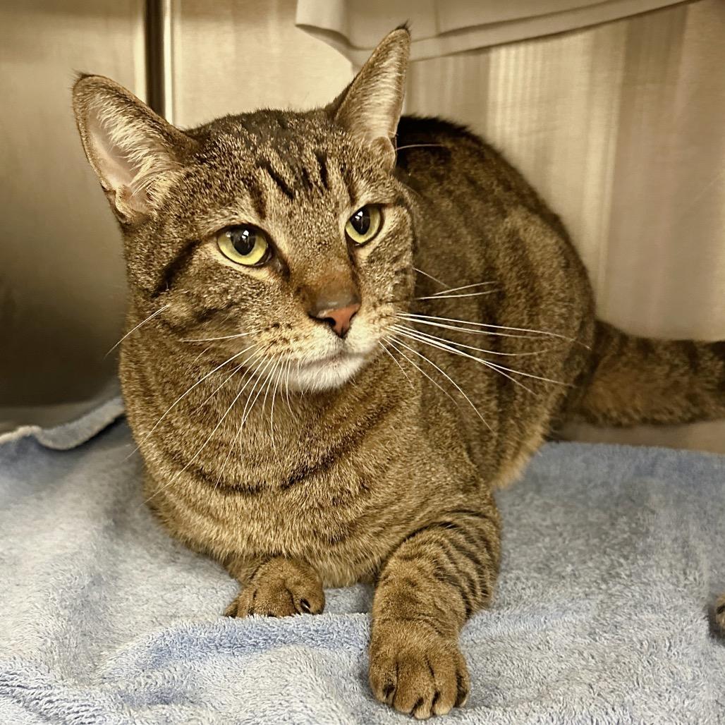 Simba, a Adoptable Domestic Short Hair in Hailey, ID image 2/6