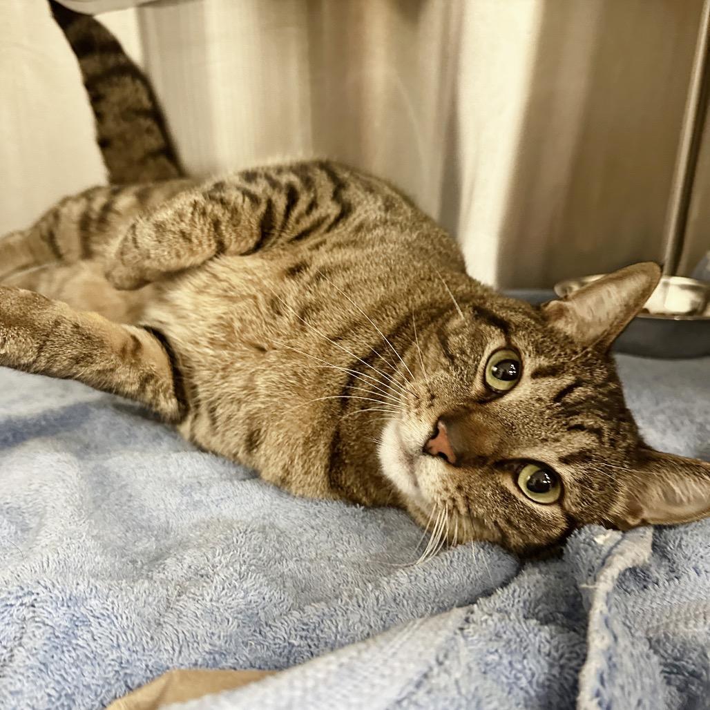 Simba, a Adoptable Domestic Short Hair in Hailey, ID image 4/6