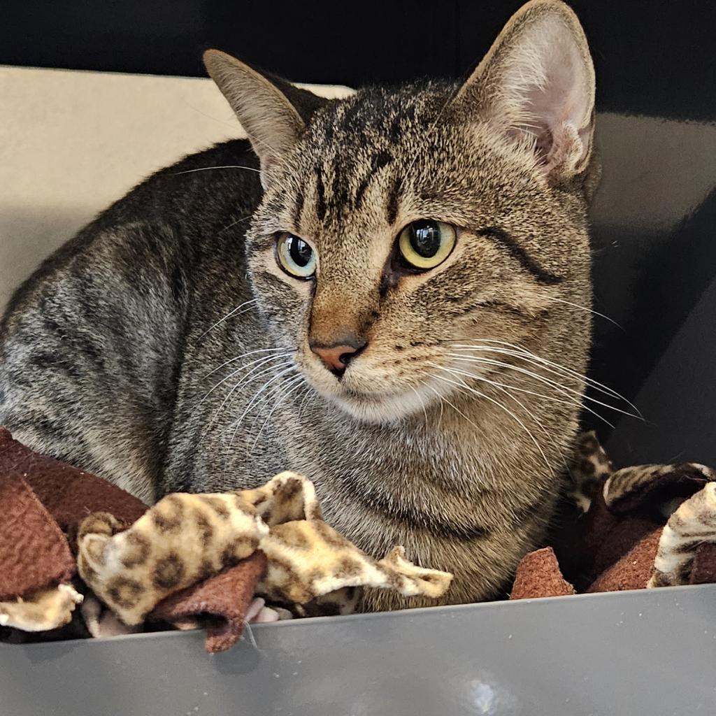 Simba, a Adoptable Domestic Short Hair in Hailey, ID image 5/6