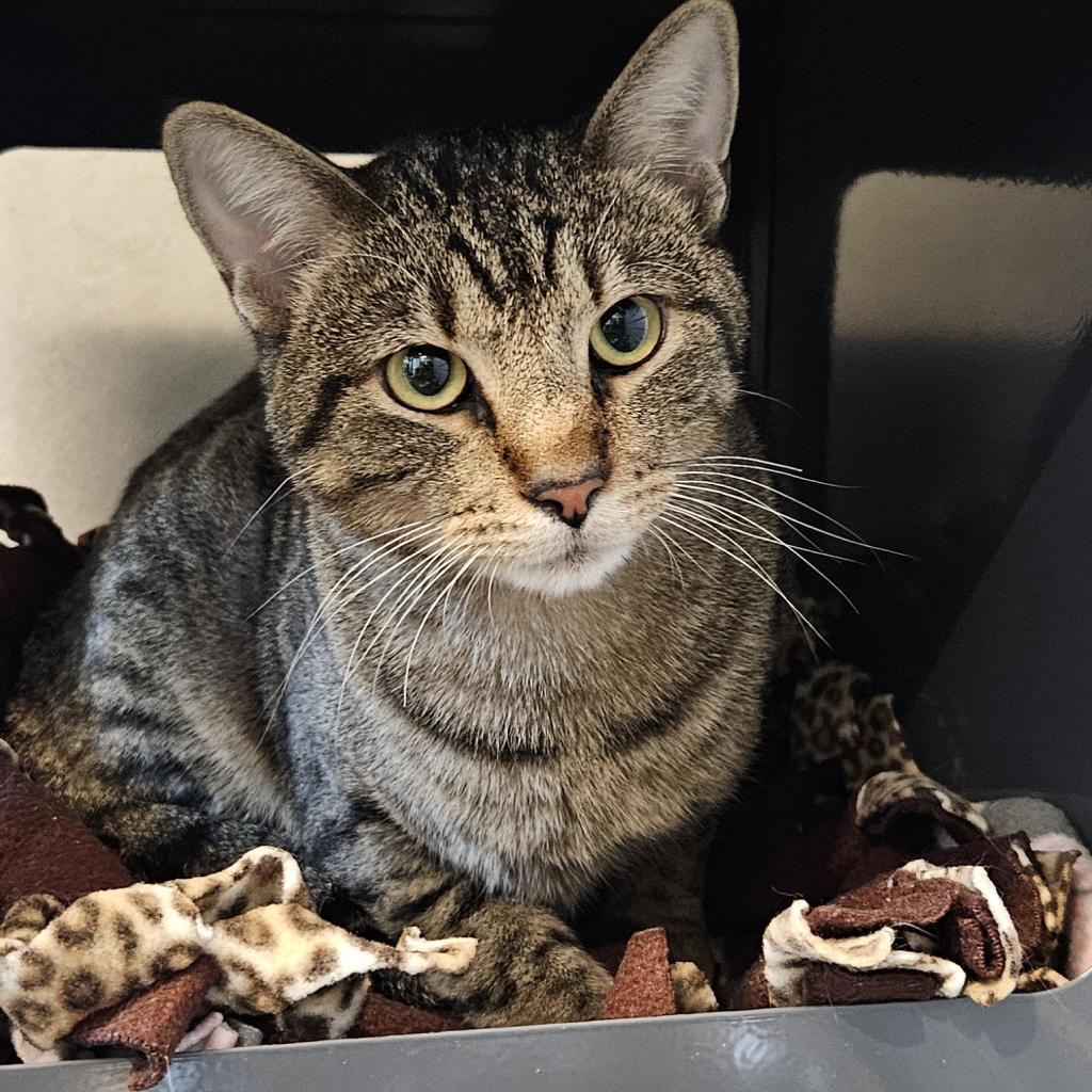 Simba, a Adoptable Domestic Short Hair in Hailey, ID image 6/6