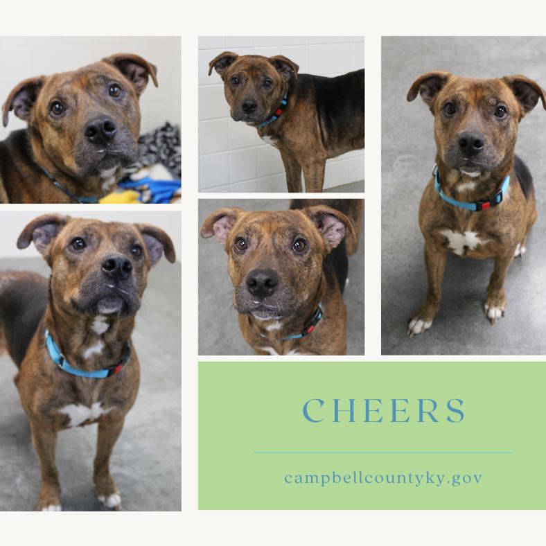 Enlarge Cheers, a Adoptable Mixed Breed in Melbourne, KY image 1/6