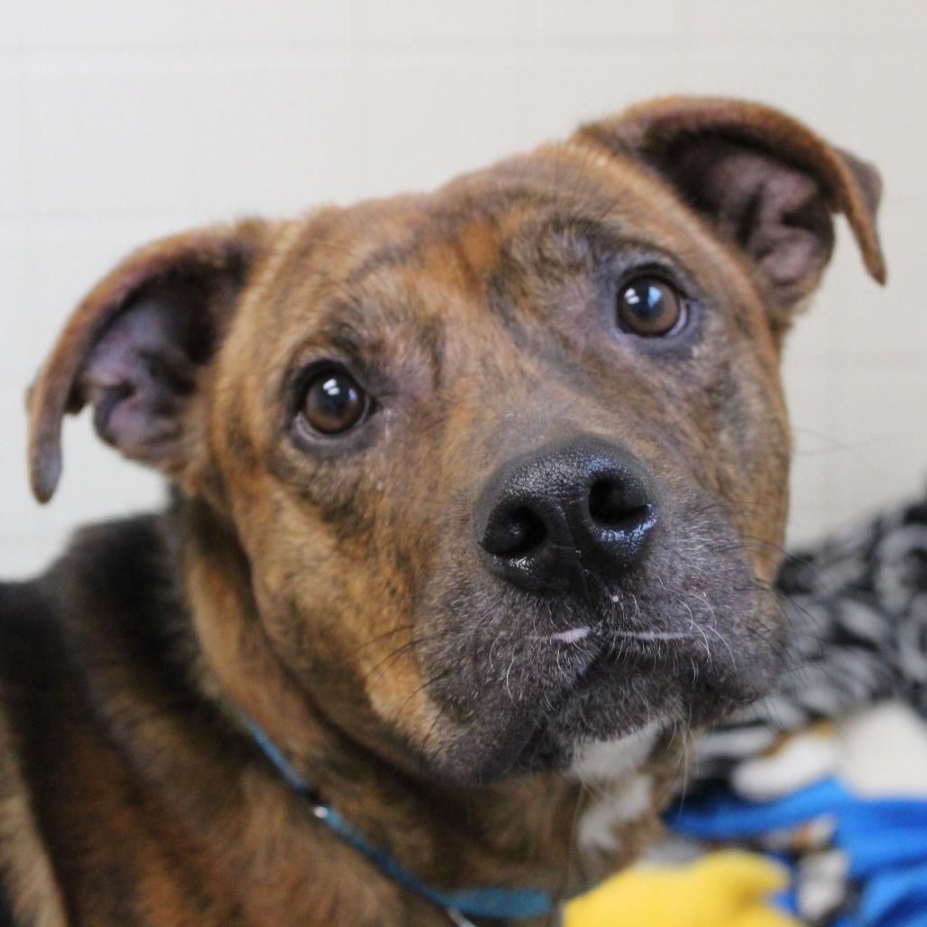 Cheers, Adoptable, Young Male Mixed Breed.