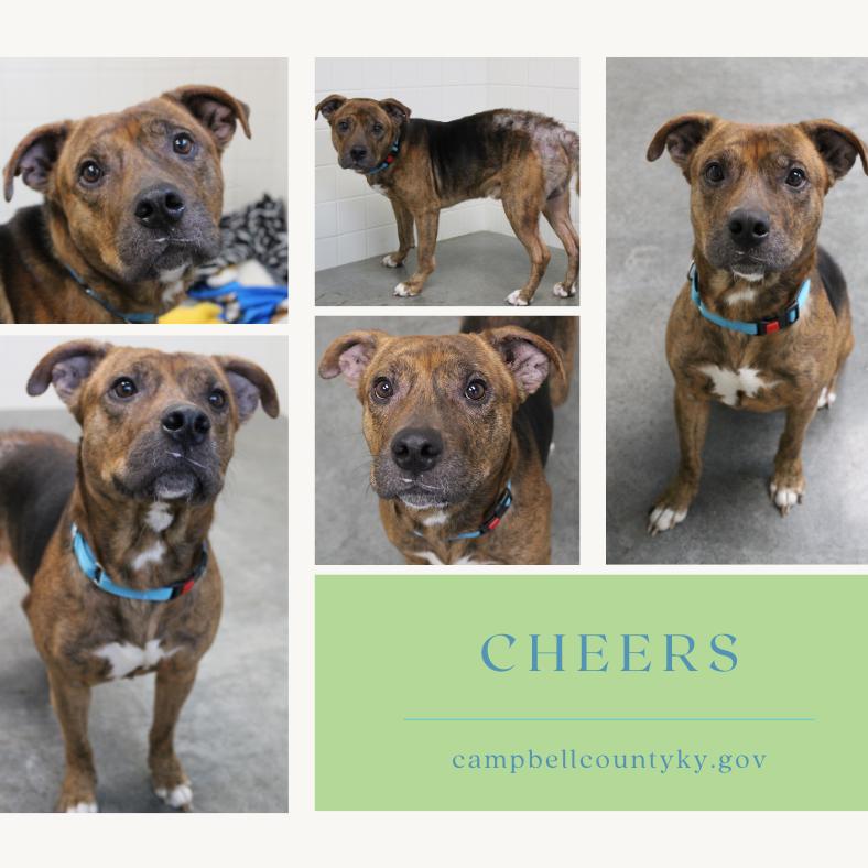 Enlarge Cheers, a Adoptable Mixed Breed in Melbourne, KY image 2/6