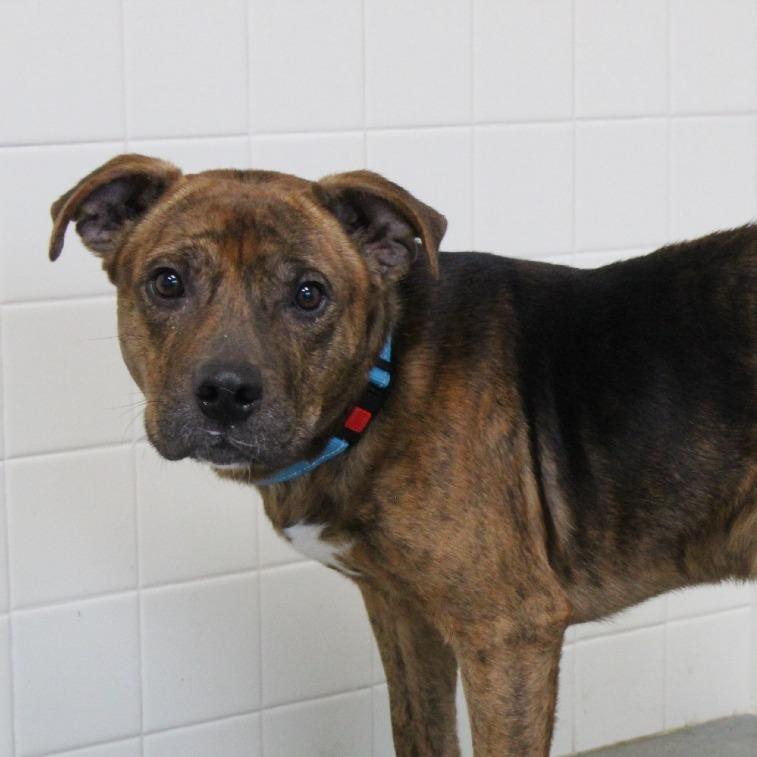 Enlarge Cheers, a Adoptable Mixed Breed in Melbourne, KY image 3/6