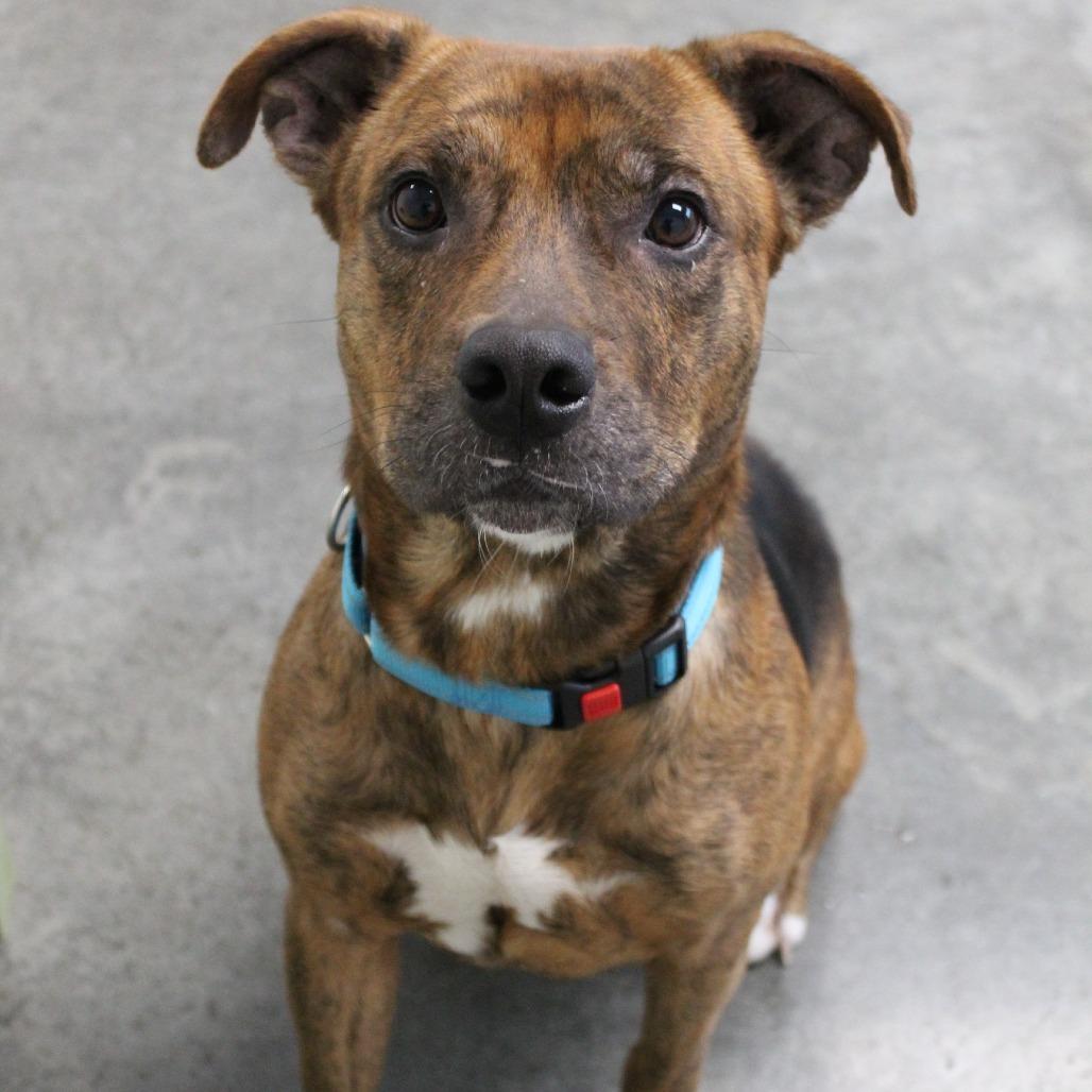 Enlarge Cheers, a Adoptable Mixed Breed in Melbourne, KY image 3/6