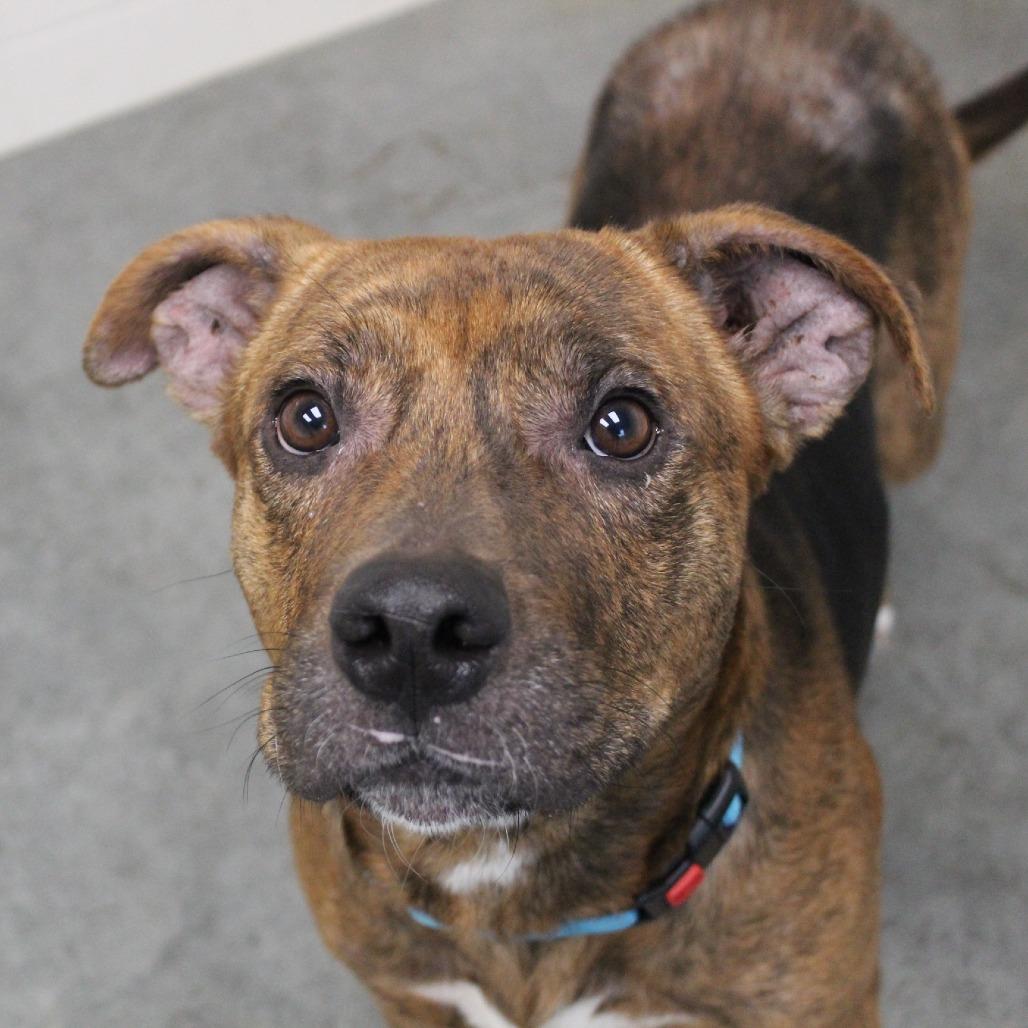 Enlarge Cheers, a Adoptable Mixed Breed in Melbourne, KY image 4/6