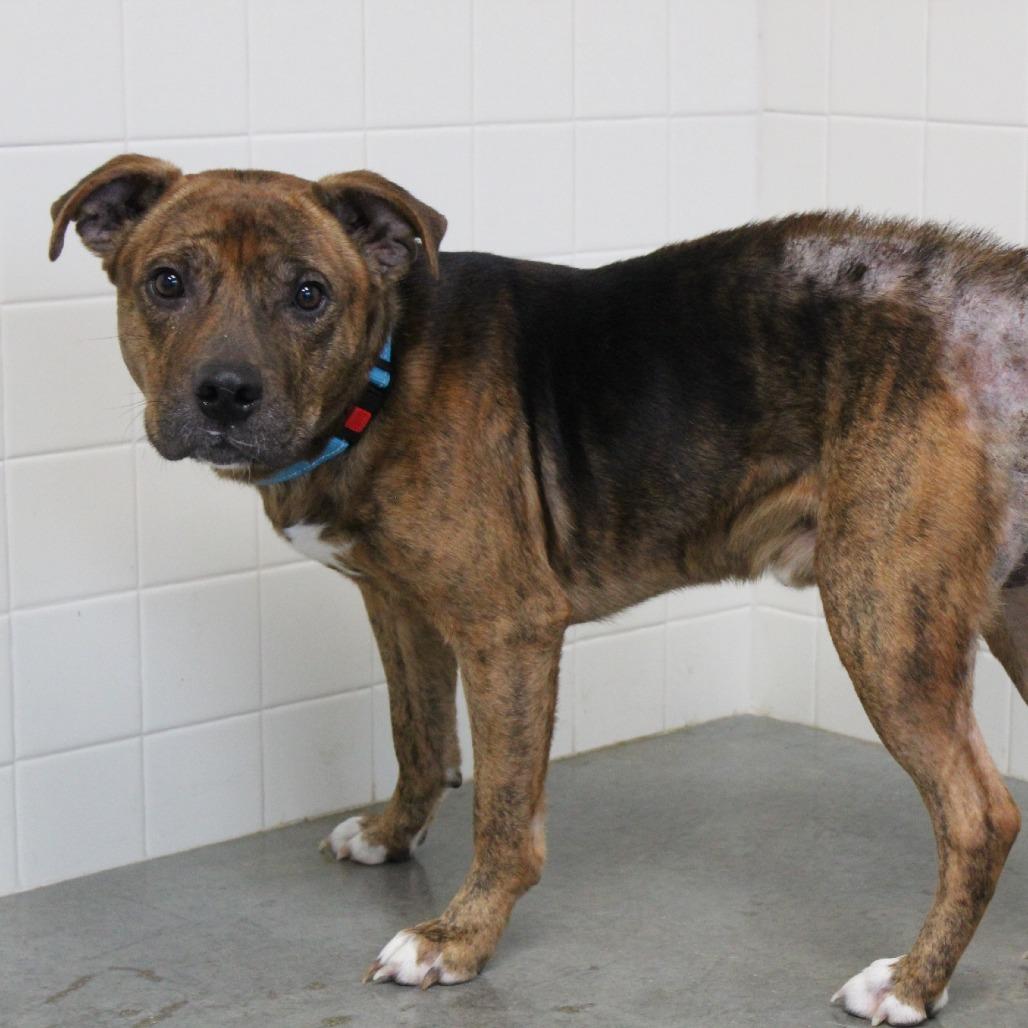 Enlarge Cheers, a Adoptable Mixed Breed in Melbourne, KY image 5/6