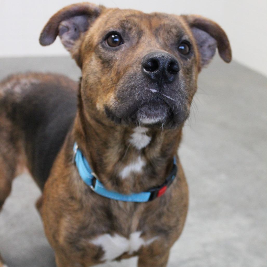 Enlarge Cheers, a Adoptable Mixed Breed in Melbourne, KY image 6/6