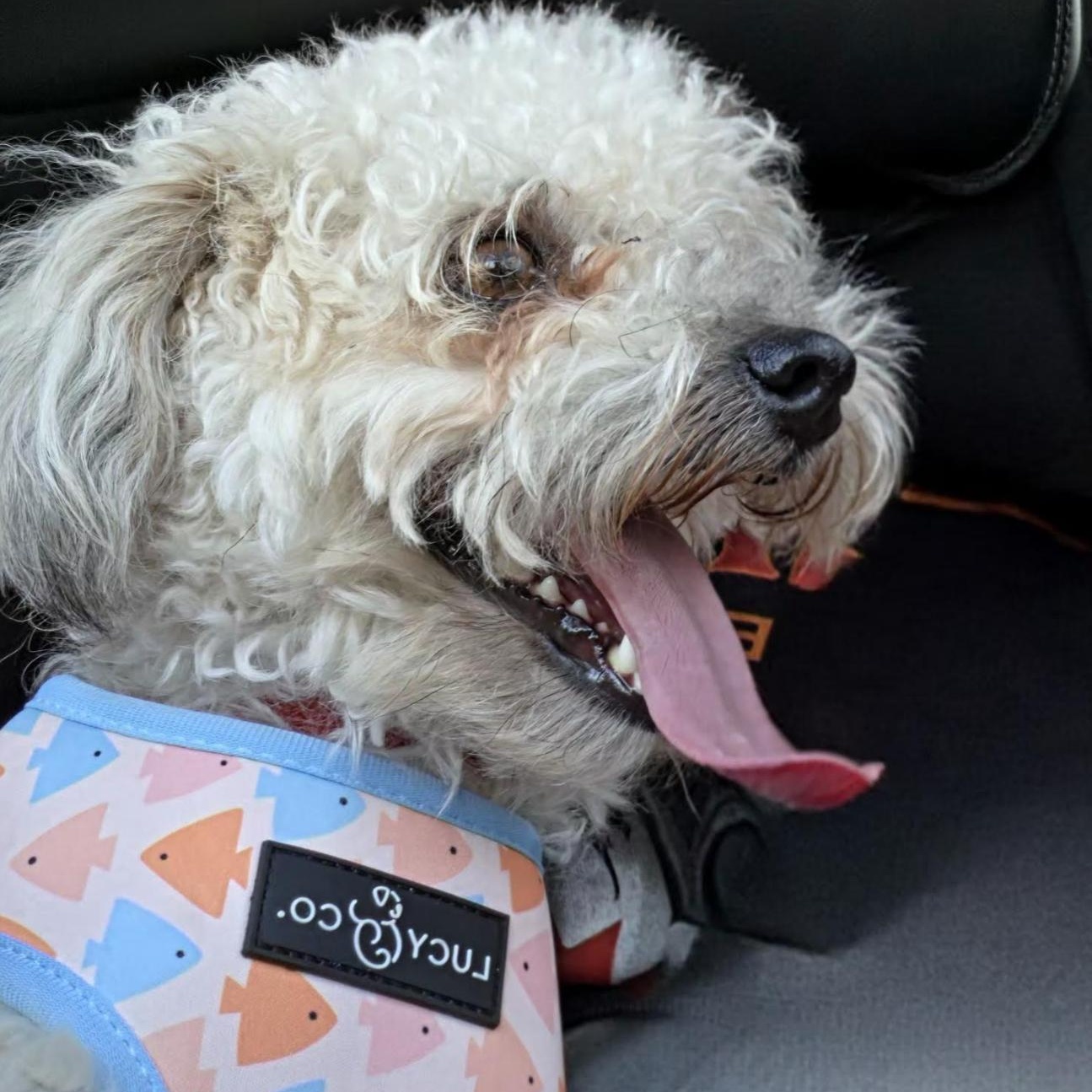 Enlarge Atlas, a ADOPTABLE mixed breed in Scarborough, ON image 4/5